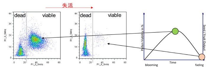 優(yōu)化花粉收獲及保存條件.jpg