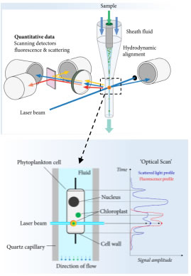 CytoSense XR2.jpg